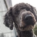 Image of Dewey, the office dog looking at the camera with his head tilted slightly to the side. There is a blurred chainlink fence in the background. Dewey is mostly black with some silver mixed throughout